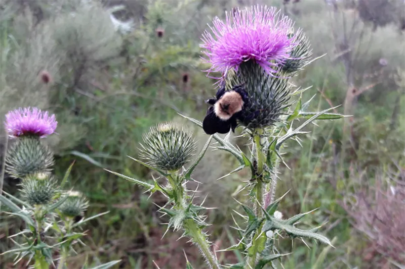 insectos